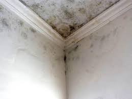 Best Black Mold Removal  in South Fulton, GA